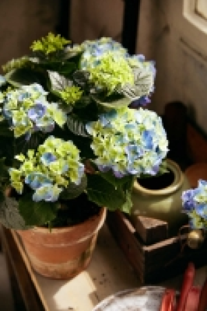 Hortensien 3.33 €