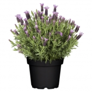 Piardino Schopflavendel 9.99 €