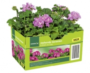 GARDENLINE® Beet- und Balkonpflanzen 2.99 €