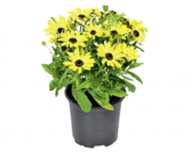 GARDENLINE® Margerite 1.29 €