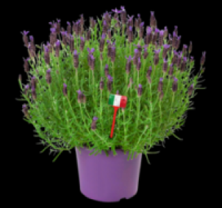 Schmetterlingslavendel 5.99 €