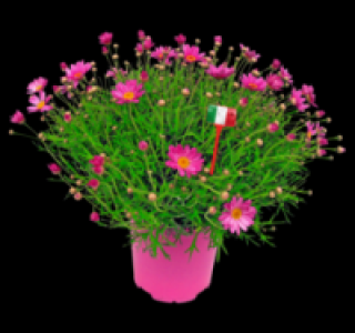 Margeritenbusch 5.99 €