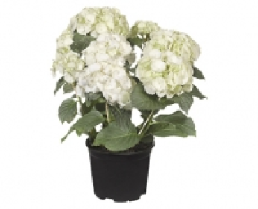 GARDENLINE® Hortensien-Busch 6.99 €