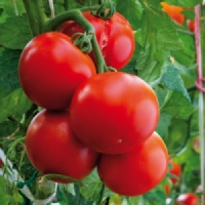 Tomatenpflanzen 2.99 €