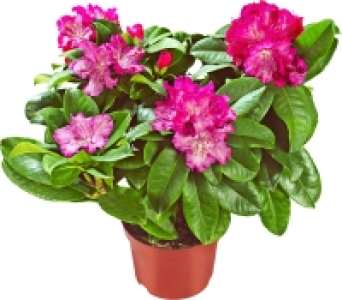 Rhododendron 5.99 €