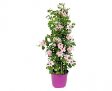 GARDENLINE® Dipladenia 8.99 €