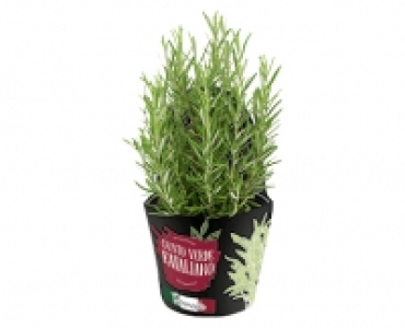 Gusto Verde Eataliano Grill- und Cocktailkräuter 2.49 €