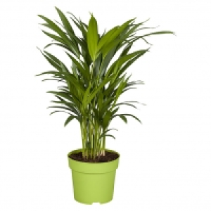 Piardino Goldfruchtpalme 9.99 €