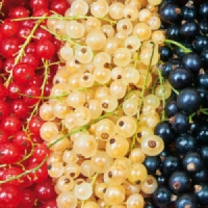 Beeren-Trio 7.99 €