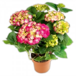 Premium Hortensie 6.99 €
