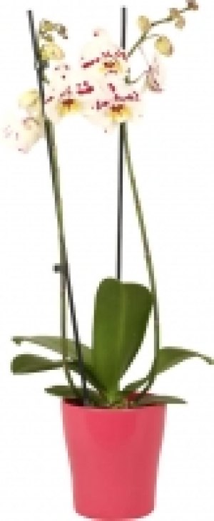 Schmetterlingsorchidee in Keramik 5.55&nbsp;&euro;