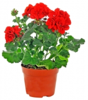 Geranien 1.49 €