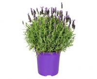 Aldi Süd  GARDENLINE® Schopf-Lavendel