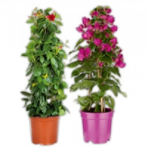 Blühende Pyramide 8.59 €