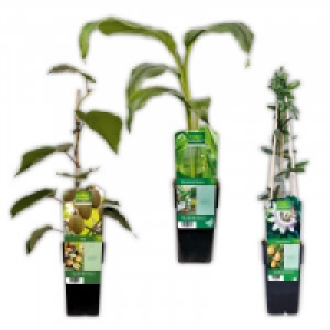 Exotische Früchte 4.99 €