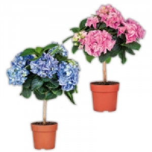 Hortensien-Stämmchen 6.99 €