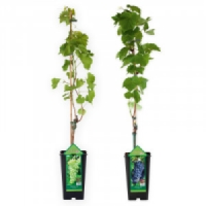 Veredelte kernarme Tafeltrauben 8.99 €