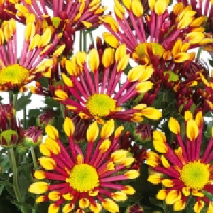 Spinnen Chrysantheme 2.49&nbsp;&euro;