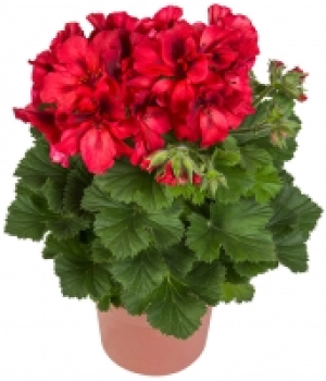 Geranien 2.49 €