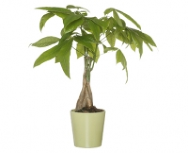 GARDENLINE® Tropischer Pflanzen-Mix