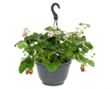 GARDENLINE® Erdbeer-Ampel 3.99 €