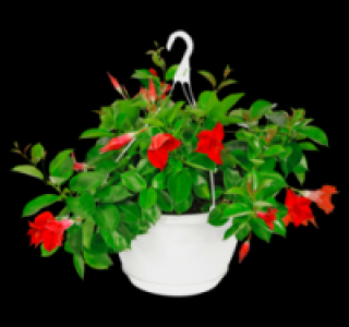Dipladenie 7.99 €