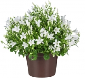Glockenblume 1.99 €