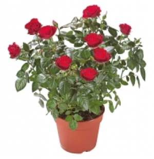Gartenrosen 8.88 €