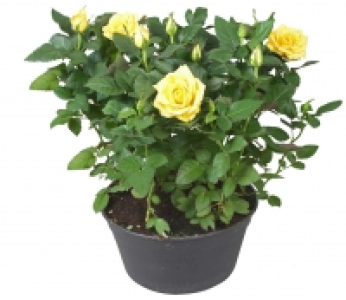 Gartenrosen 4.99 €
