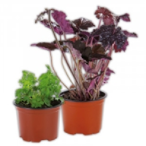 Stauden 1.49 €