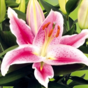 Lilien Starlight Express 5.99 €