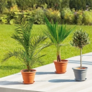Große Terrassenpflanze 9.99 €