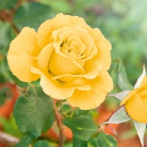Freiland Rose 4.99 €