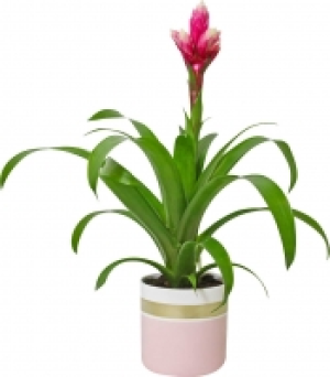 Exotische Zimmerpflanzen in Keramik 7.99 €
