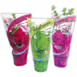 Rispenhortensie 5.88 €