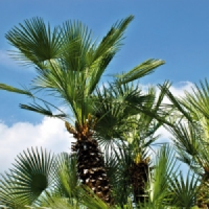 Winterharte Palme 4.89 €