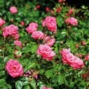 Rosen-Schale 4.89 €