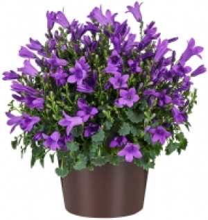 Glockenblume 1.95 €
