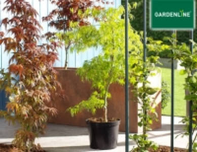 Aldi Süd Gardenline Ahorn-Strauch