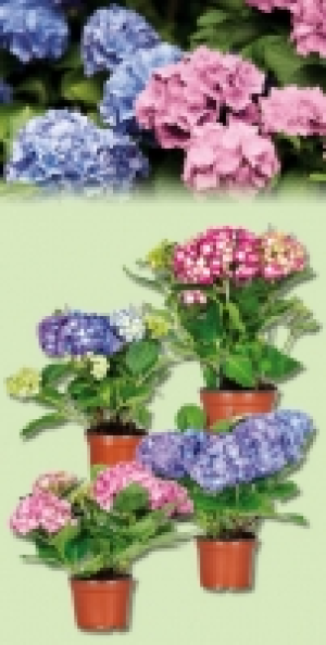 Hortensien 3.99 €