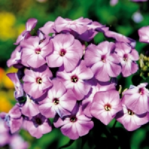 Flammenblume 4.89 €