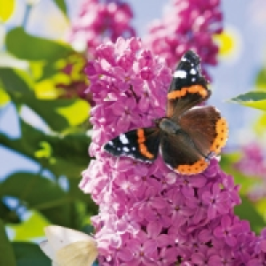 Schmetterlingsflieder 3.91 €