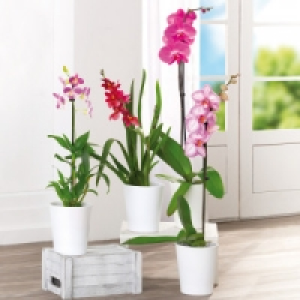 Orchideen-Mix 5.87&nbsp;&euro;