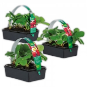 Erdbeerpflanzen 2.93 €