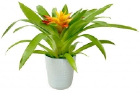 Exotische Zimmerpflanzen in Keramik 4.90 €