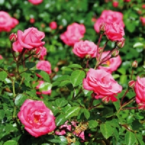 Rosen in Schale 4.89 €