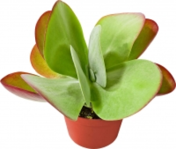 Grünpflanzen Mix 2.44 €