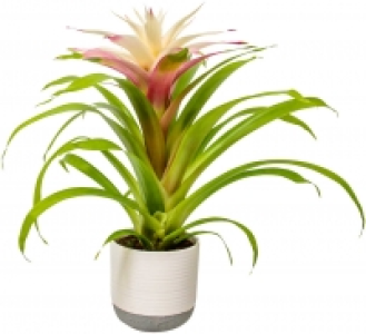 Bromelie im Keramik-Übertopf 7.84 €