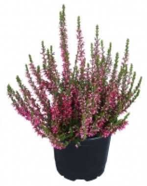 Sommerheide 0.97&nbsp;&euro;