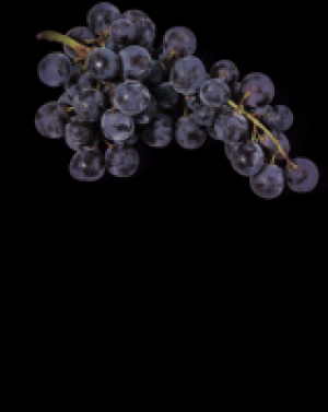 Ebl Naturkost Französische Schwarze Trauben Muscat de Hambourg
